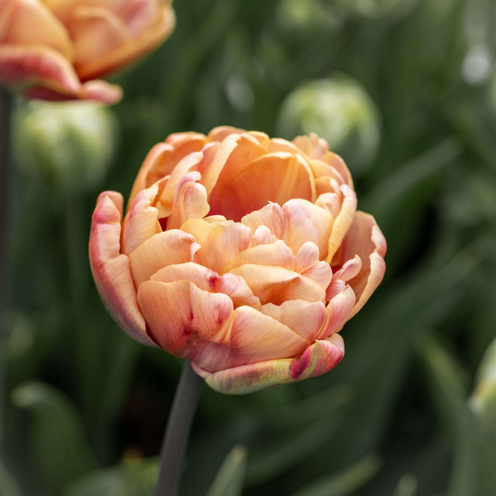 Tulpe 'La Belle Époque'